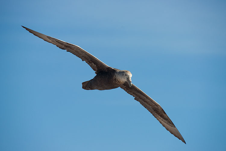 Southern Giant Petrel