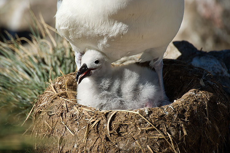 Black-browed Albatross