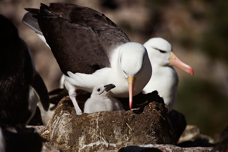 Black-browed Albatross