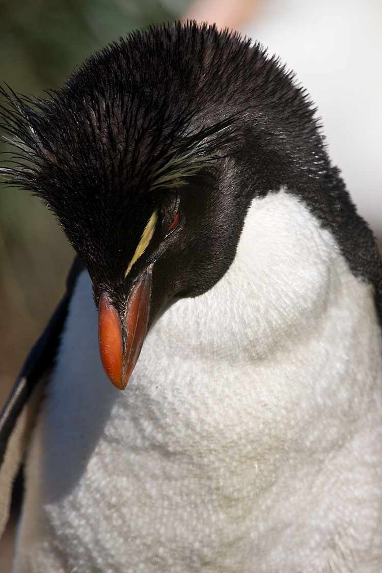 Rockhopper Penguin