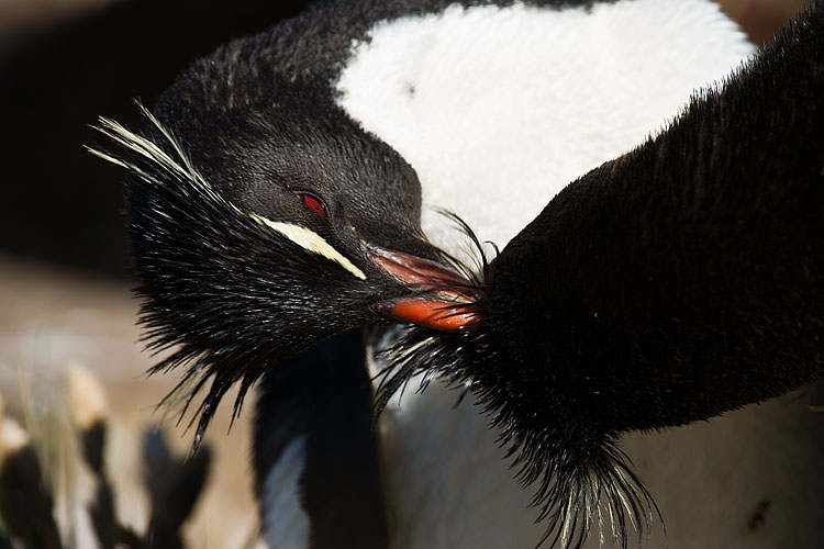 Rockhopper Penguin