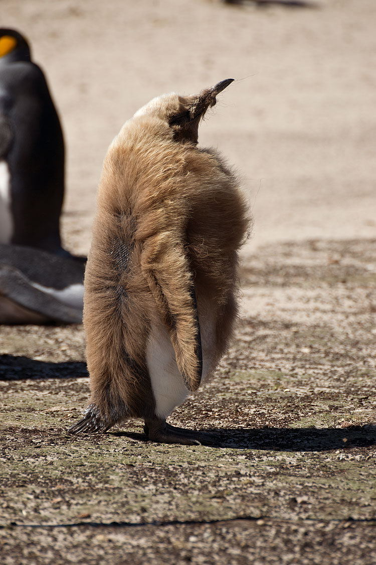 King Penguin