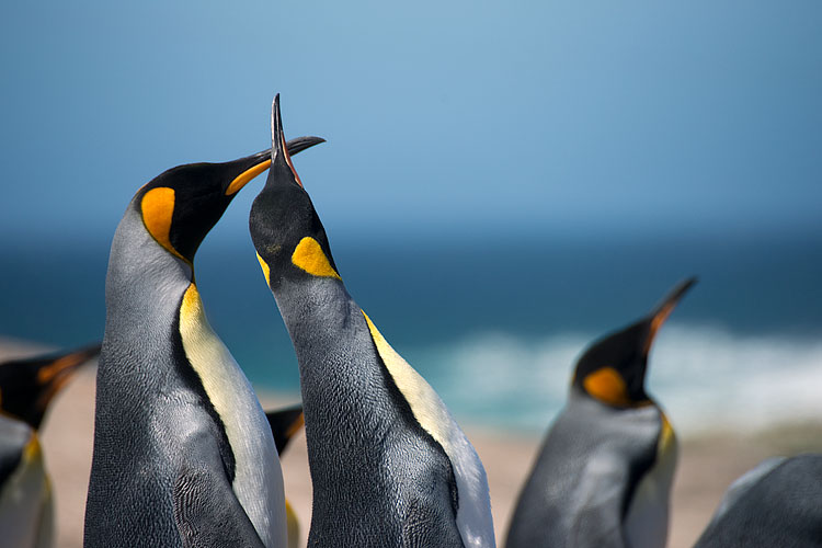 King Penguin