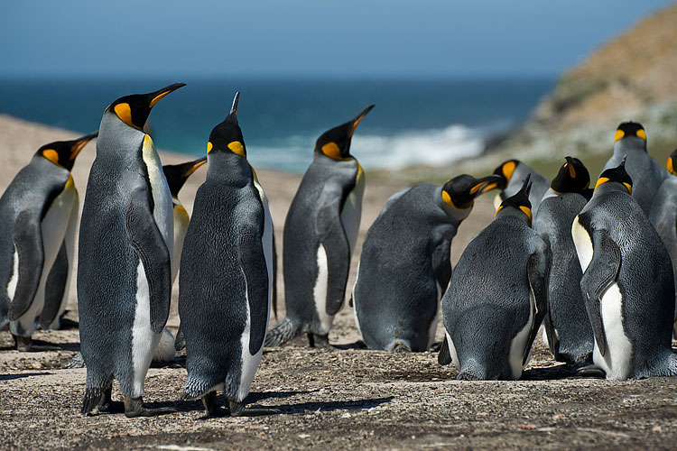 King Penguin