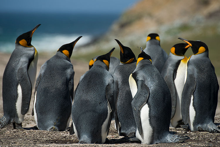 King Penguin