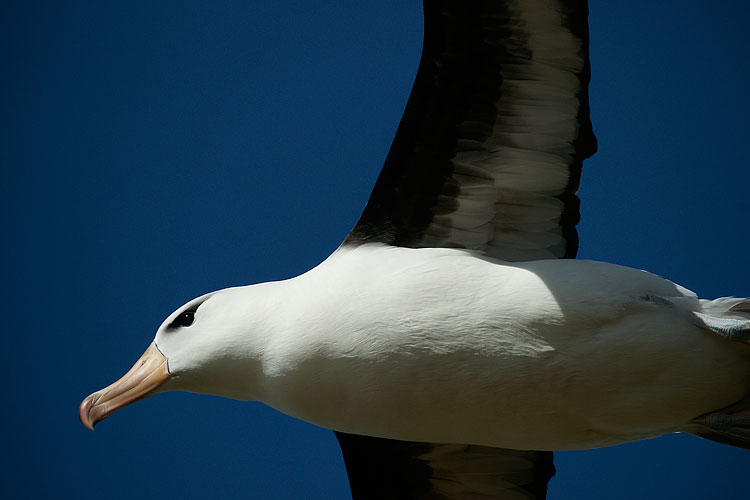 Black-browed Albatross