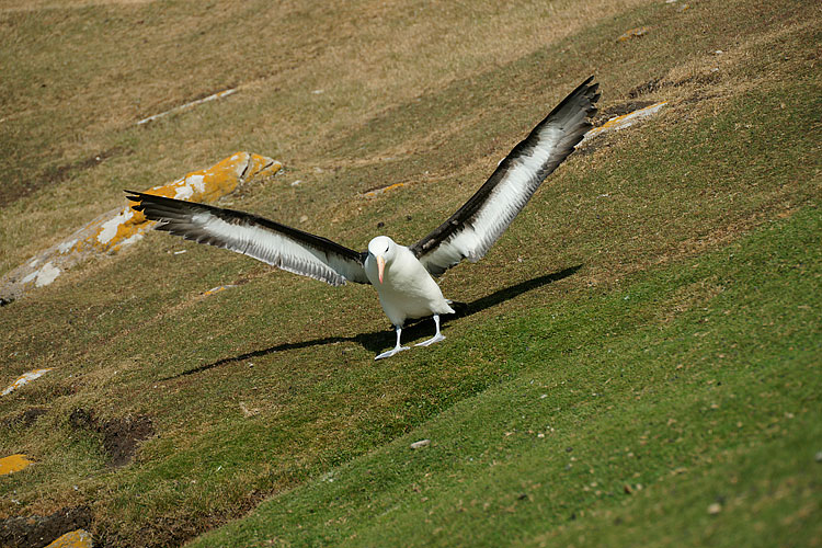 Black-browed Albatross