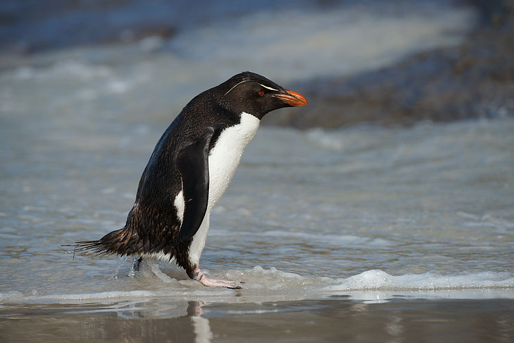 Rockhopper Penguin