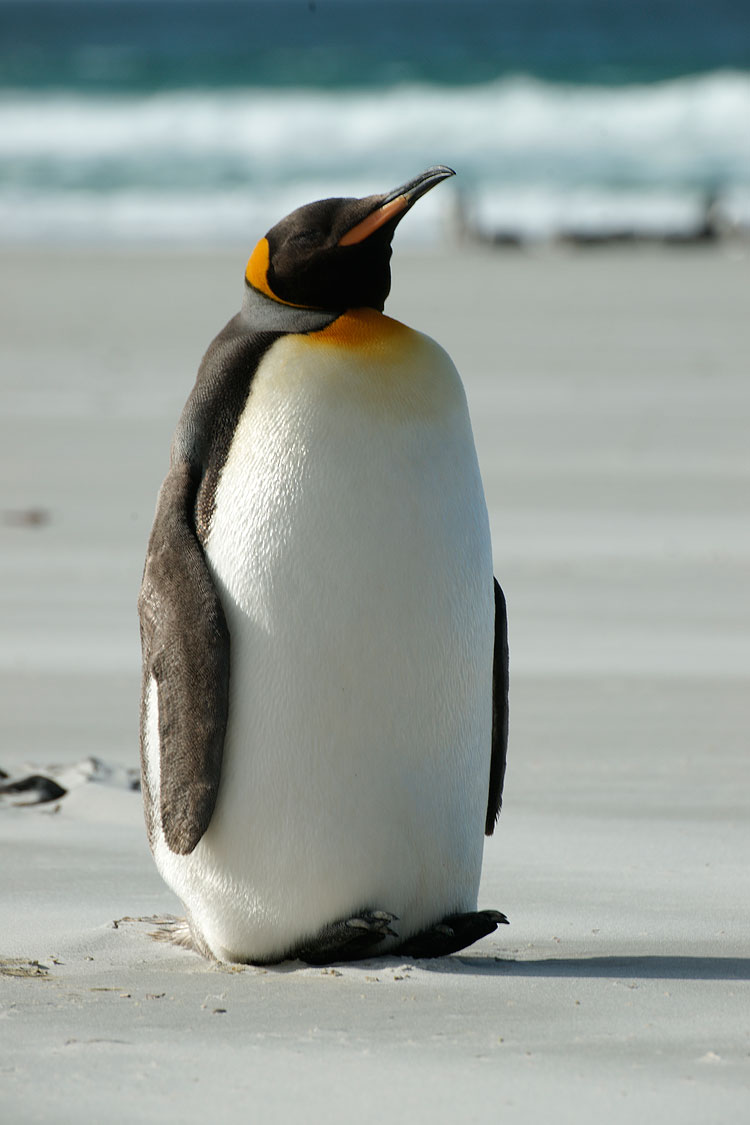 King Penguin