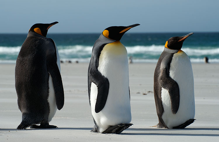 King Penguin