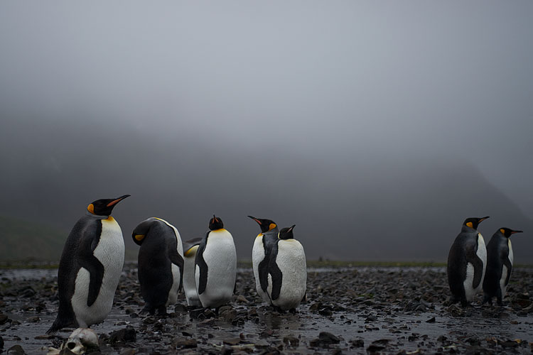 King Penguin