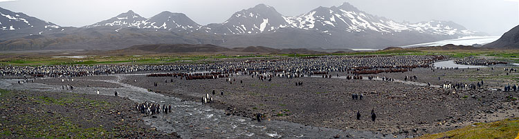 King Penguin