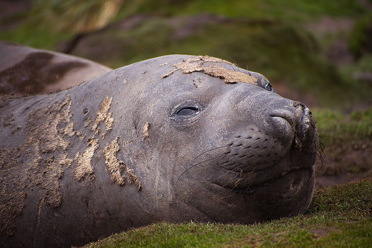 Elephant Seal