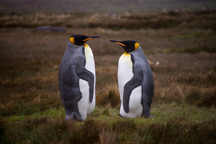 King Penguin