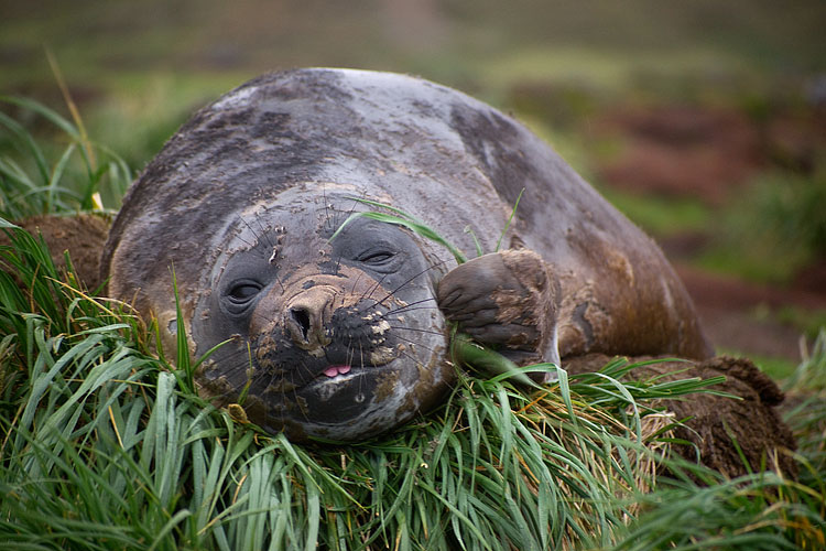 Elephant Seal