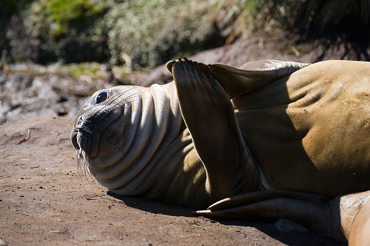 Elephant Seal