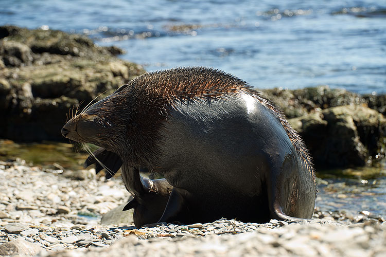 Fur Seal