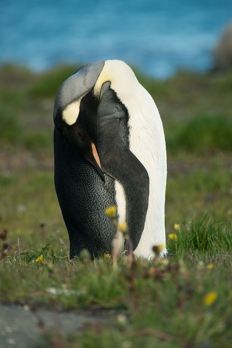 King Penguin