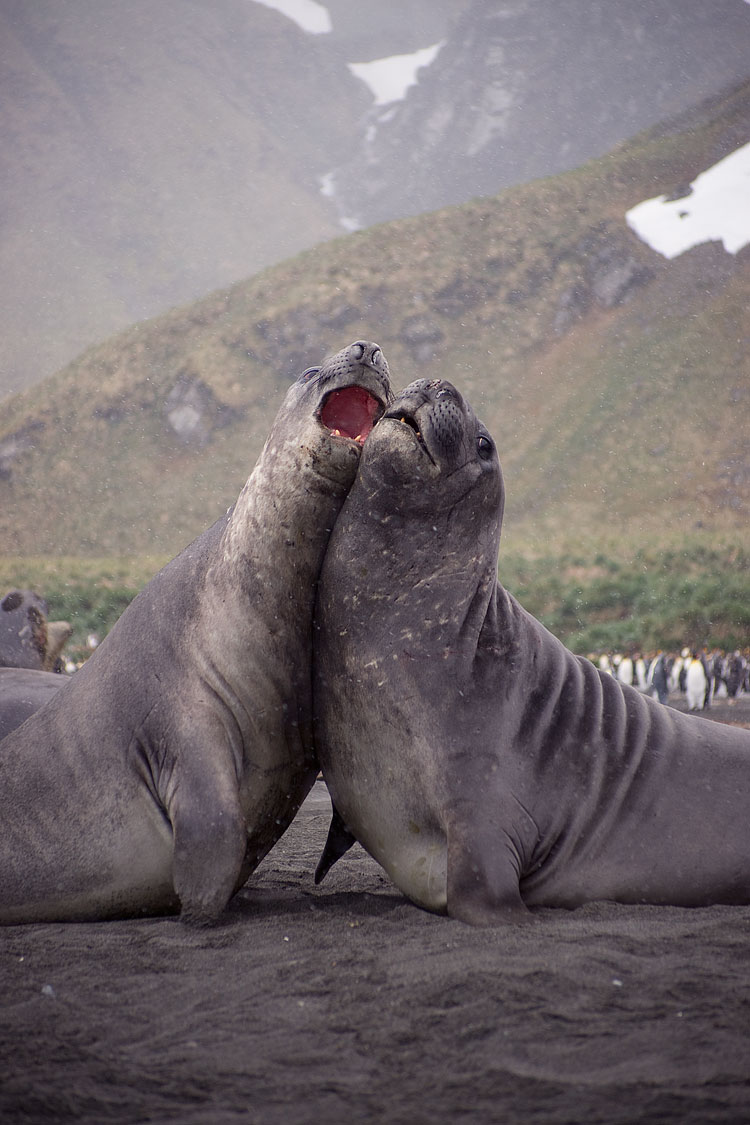 Elephant Seal