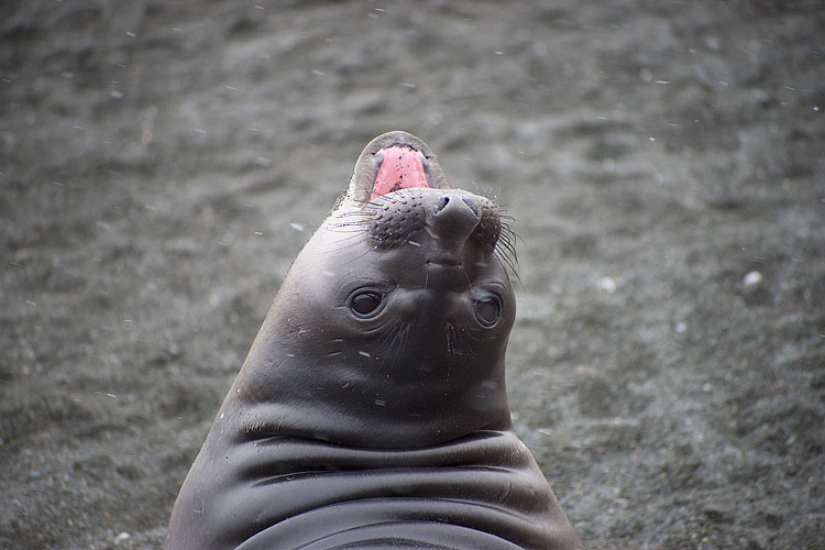 Elephant Seal