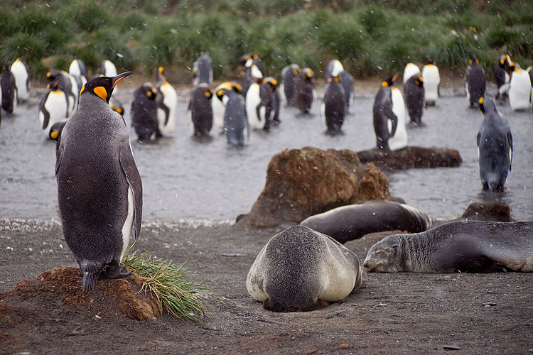 Fur Seal, King Penguin