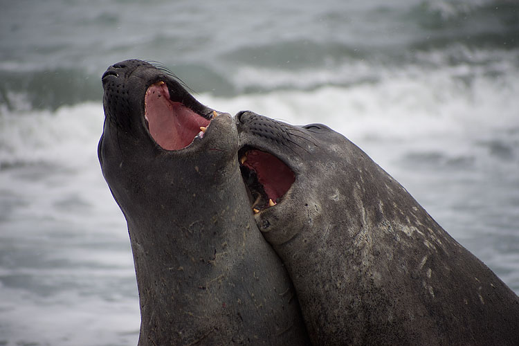 Elephant Seal