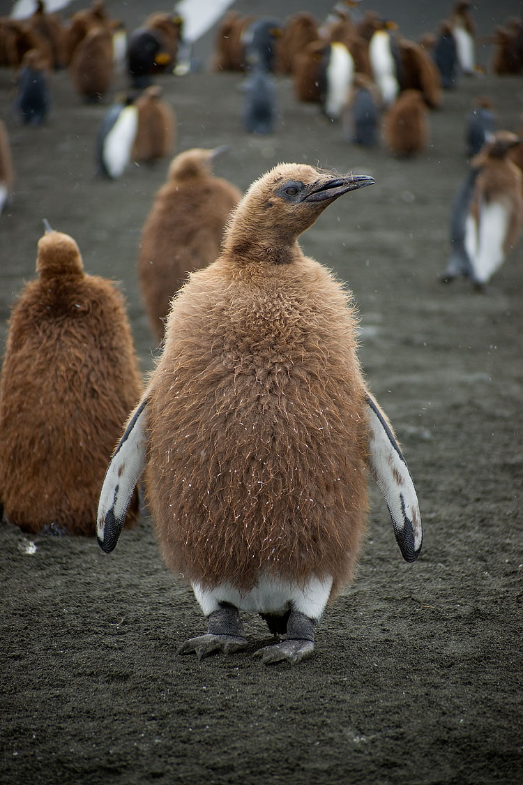 King Penguin