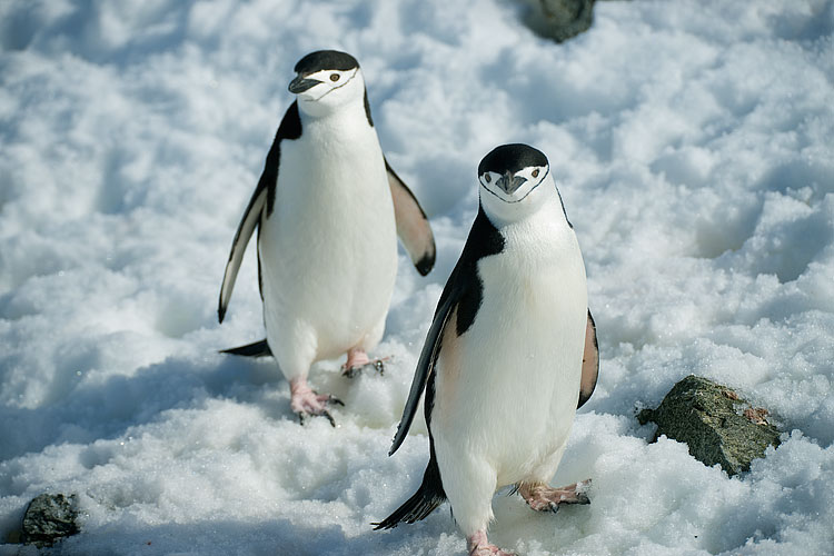 Chinstrap penguin