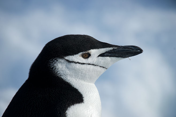 Chinstrap penguin