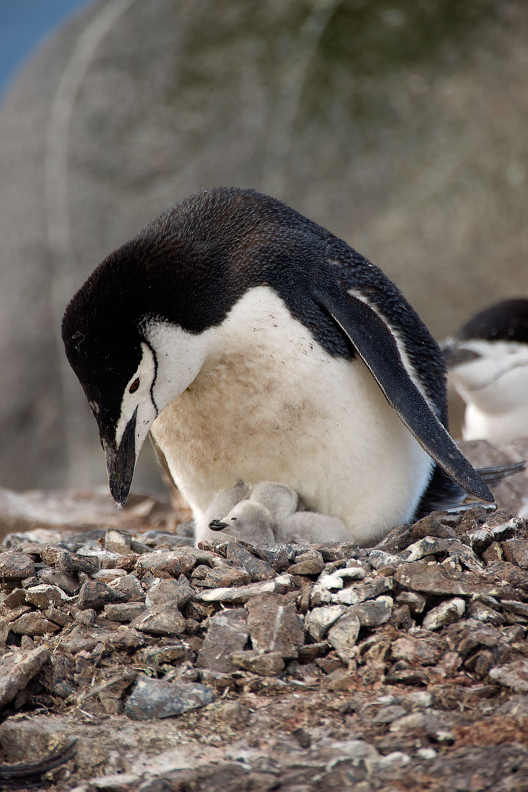 Chinstrap penguin