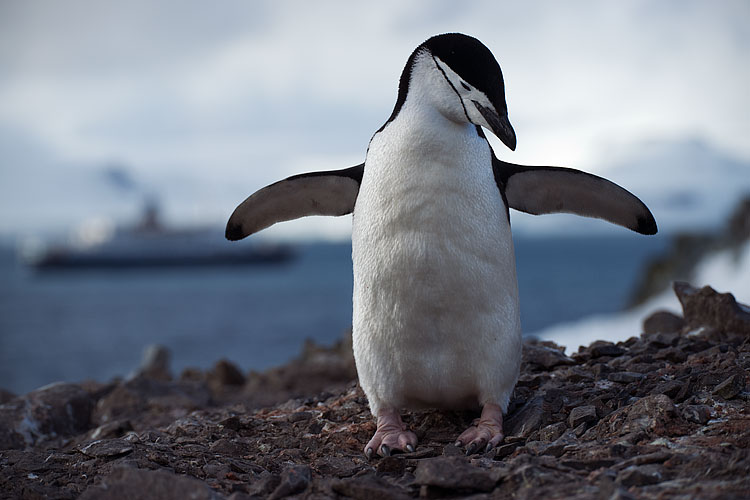 Chinstrap penguin