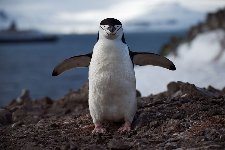 Chinstrap penguin