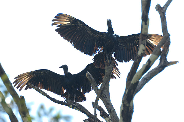 Black Vulture