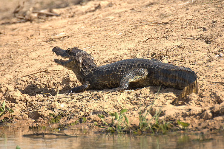 Pantanal Caiman