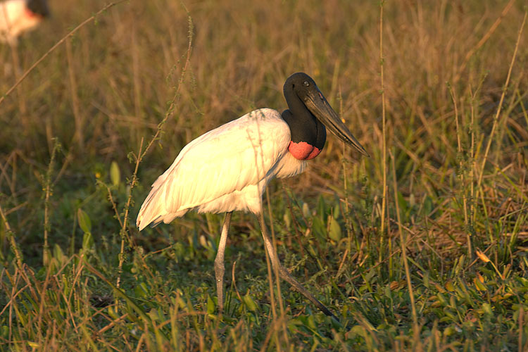 Jabiru, Jabiru mycteria