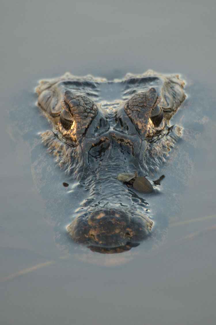 Caiman crocodilus, Pantanal Caiman