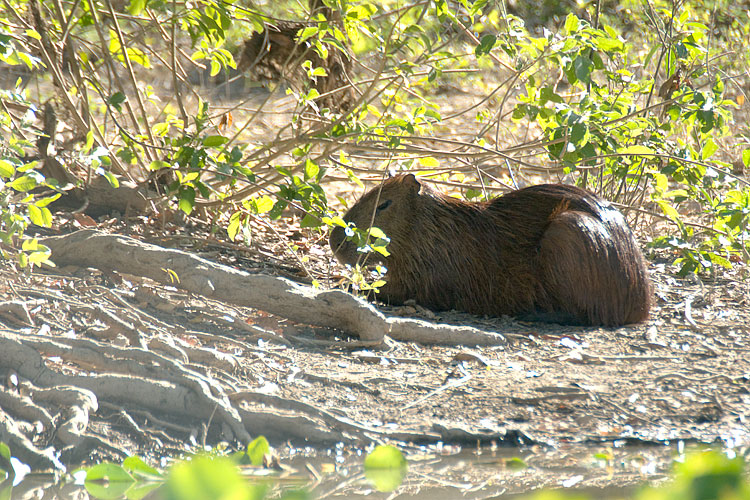 Capibara, Hydrochoeris hydrochaeris