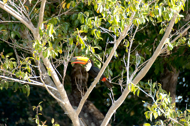 Ramphastidae, Toucan