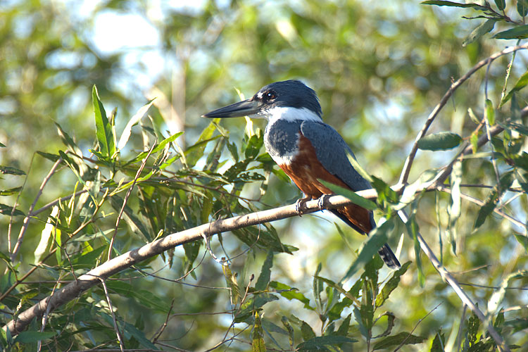 Kingfisher