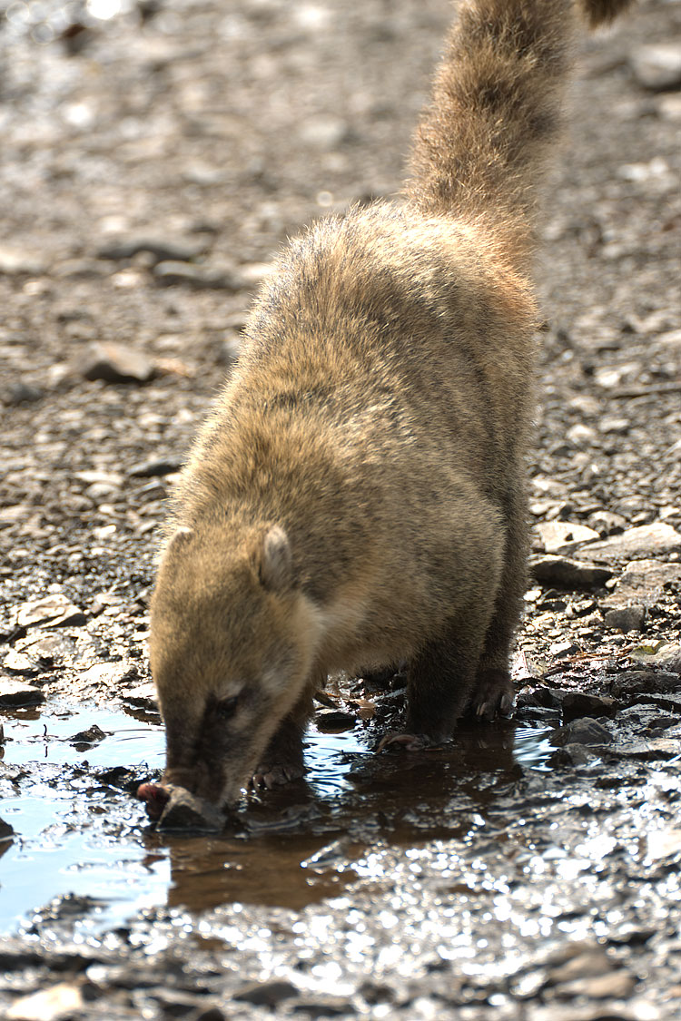 Coati