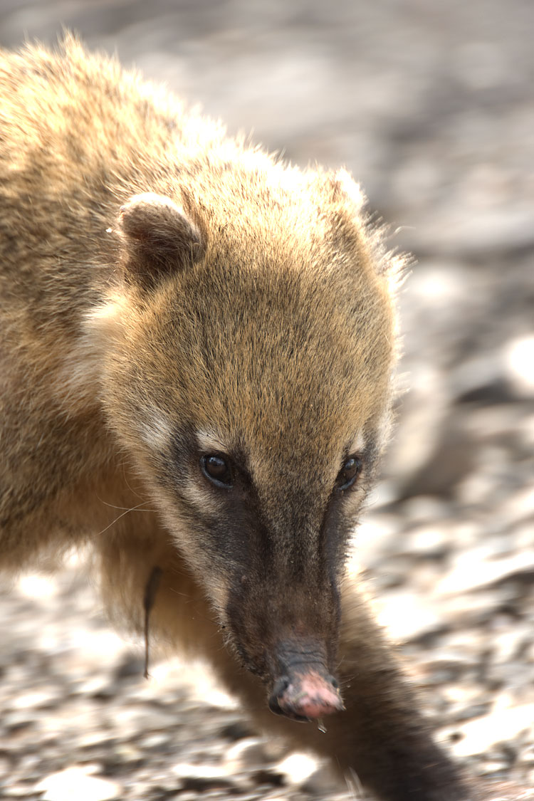 Coati