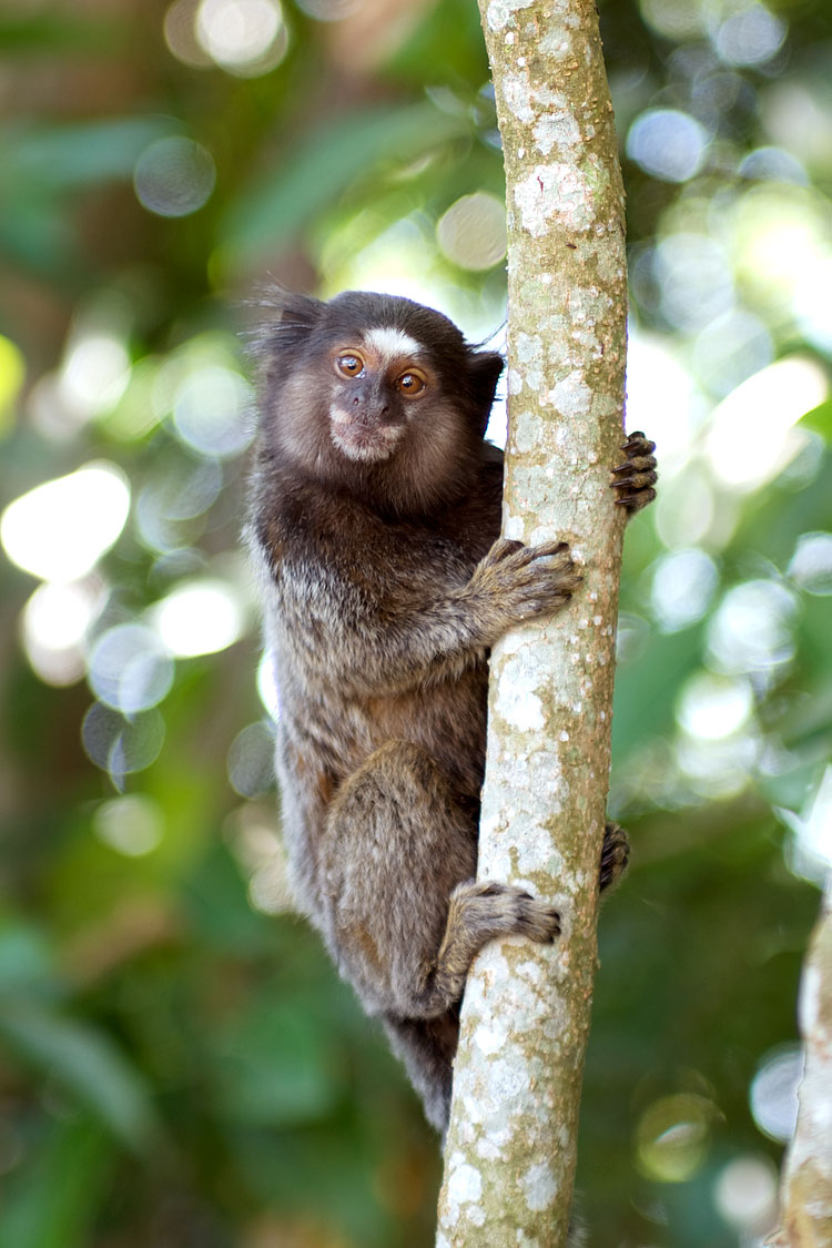 Sagui Monkey